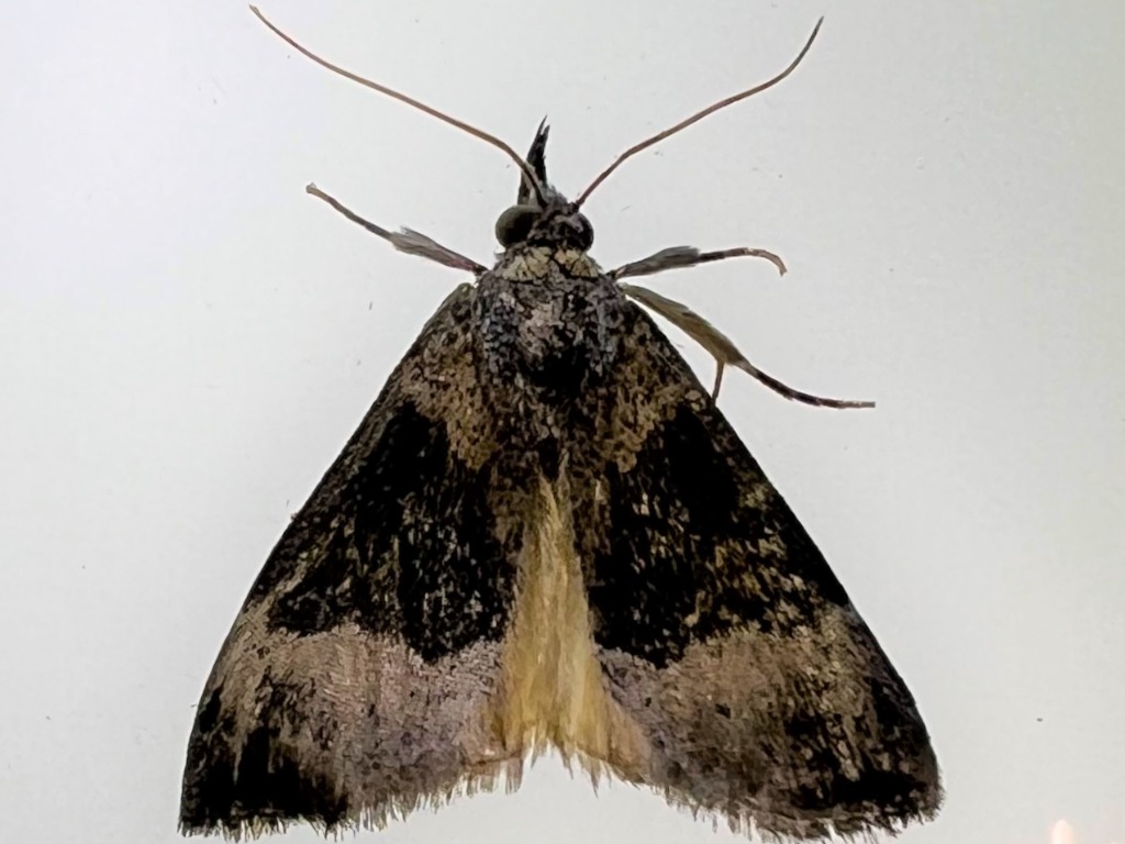 Hypena opulenta moth